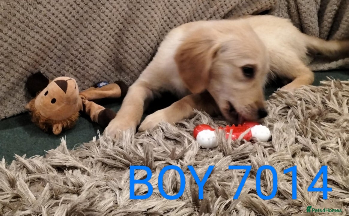 Golden Retriever dogs STUNNING GOLDEN RETRIEVER PUPS - Advert 8