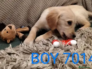 Golden Retriever dogs STUNNING GOLDEN RETRIEVER PUPS - Advert 8