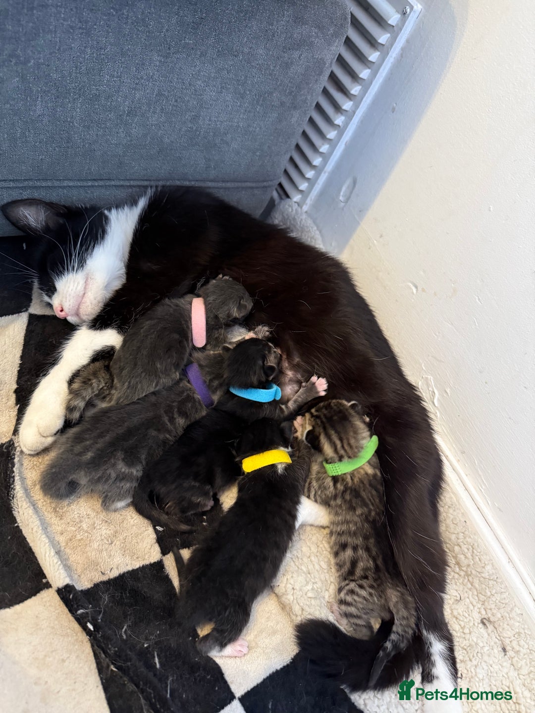 Mixed Breed cats for sale: 6 beautiful kittens  - Image 7