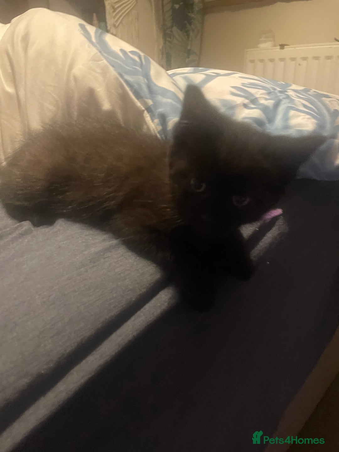 British Shorthair cats for sale: 5 kittens mixed litter 9 weeks old, ready now!  - Image 30