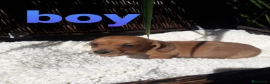 Miniature Dachshund 2