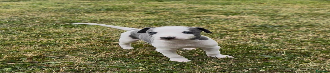 Whippet Puppy 3