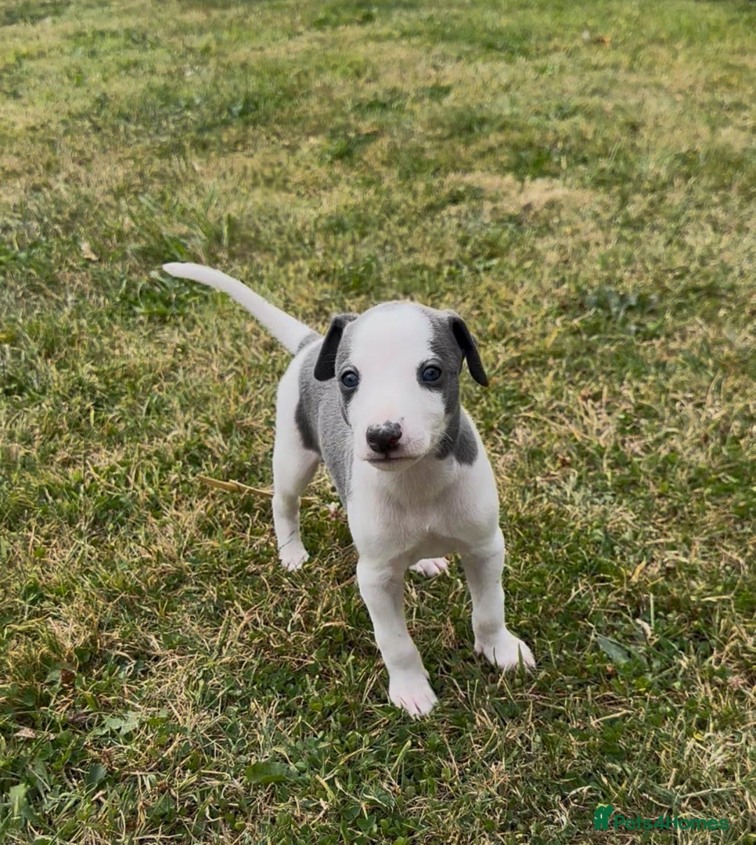 Whippet dogs for sale: Beautiful Blue whippet puppies  - Image 4