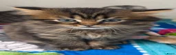 Scottish Fold cats for sale: Scottish fold and Scottish straight kittens - Advert 14