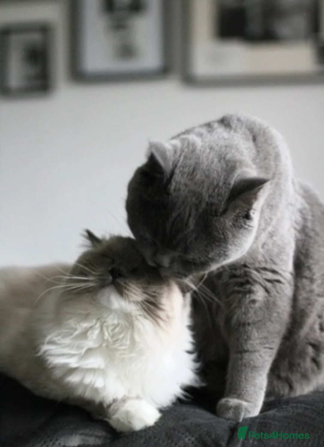 Ragdoll cats for sale: Beautiful Ragdoll and Britishshorthair girls.  in Northolt - Advert 2