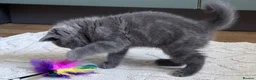 British Shorthair cats for sale: Silver Spotted British Shorthair Kittens - Advert 26