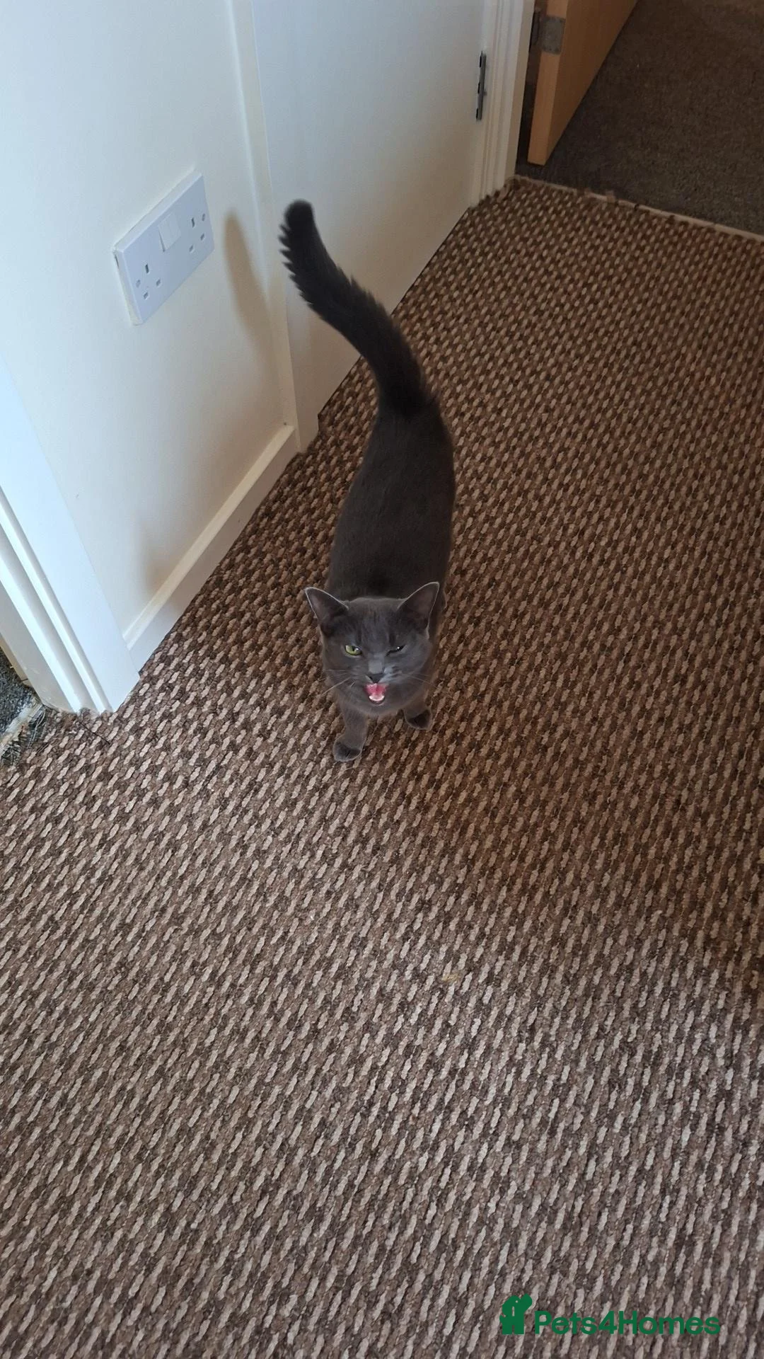 British Shorthair cats for sale: British short haired cross  - Advert 2