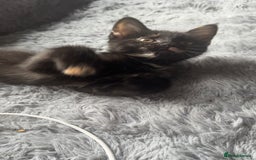 Mixed Breed cats for sale: Torie Moggie  - Image 3