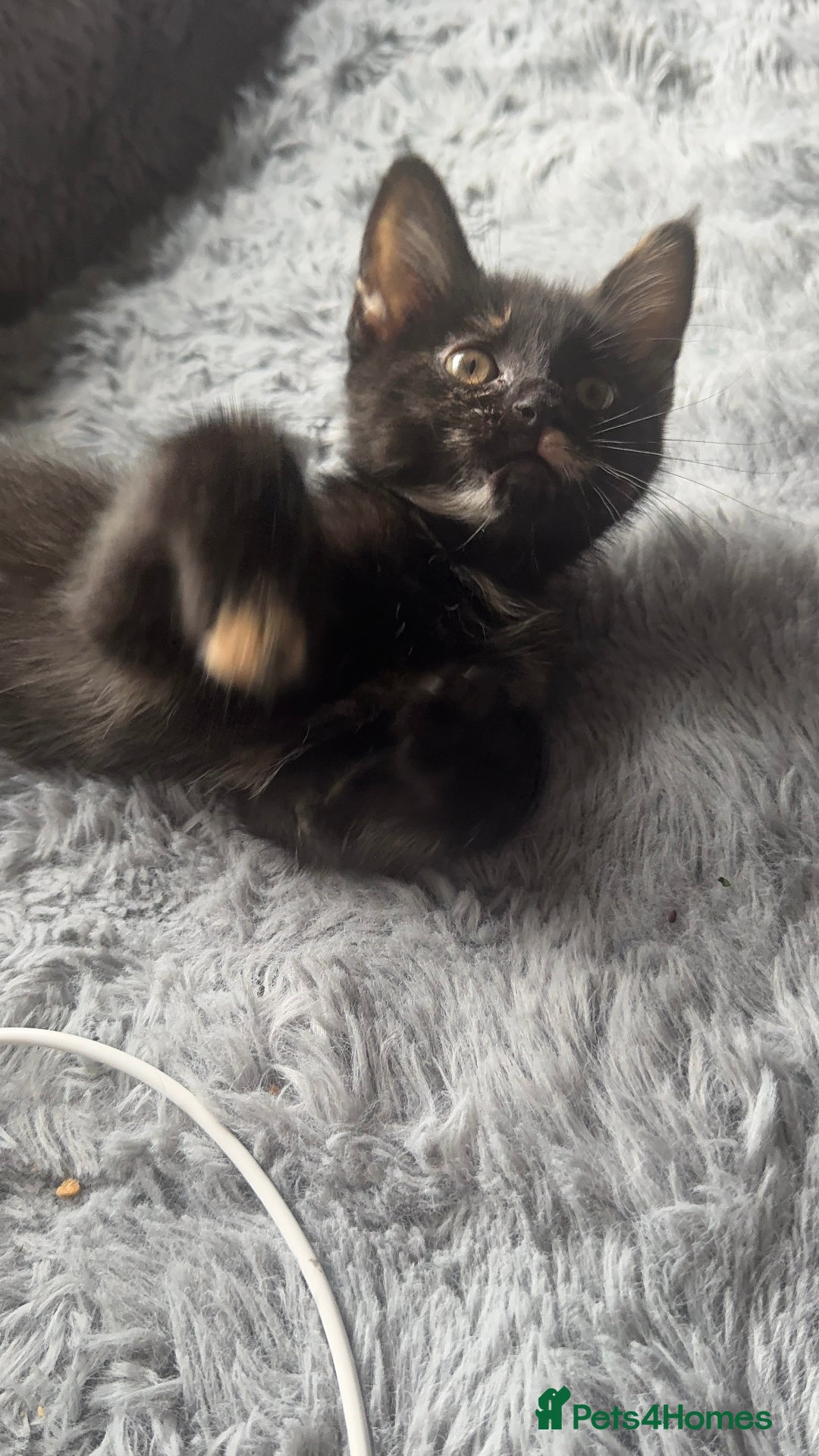 Mixed Breed cats for sale: Torie Moggie  - Image 3