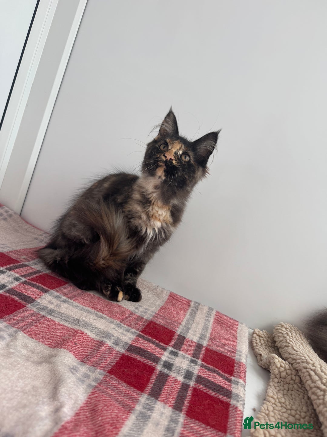 Maine Coon cats for sale: Beautiful Maine coon girl - Advert 5