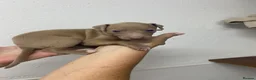Italian Greyhound dogs for sale: Beautiful Italian greyhound puppies  - Advert 29