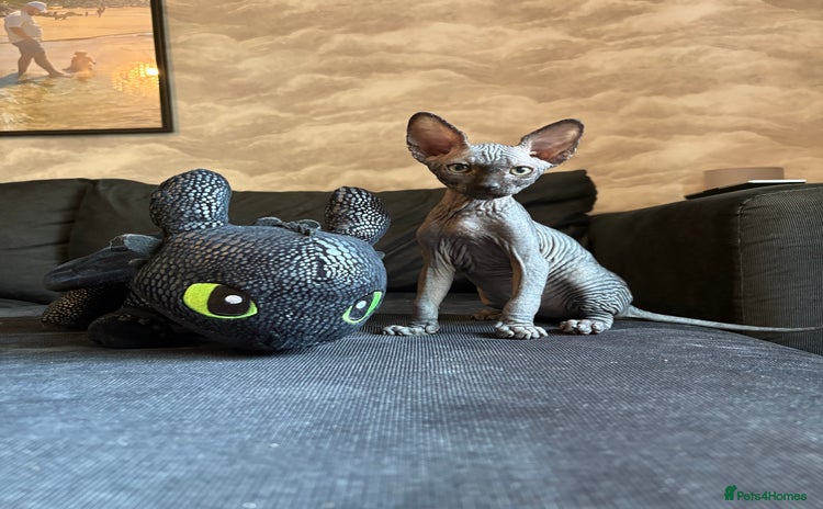 Sphynx cats - Advert 1