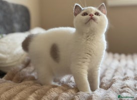 British Shorthair cats - Advert 8