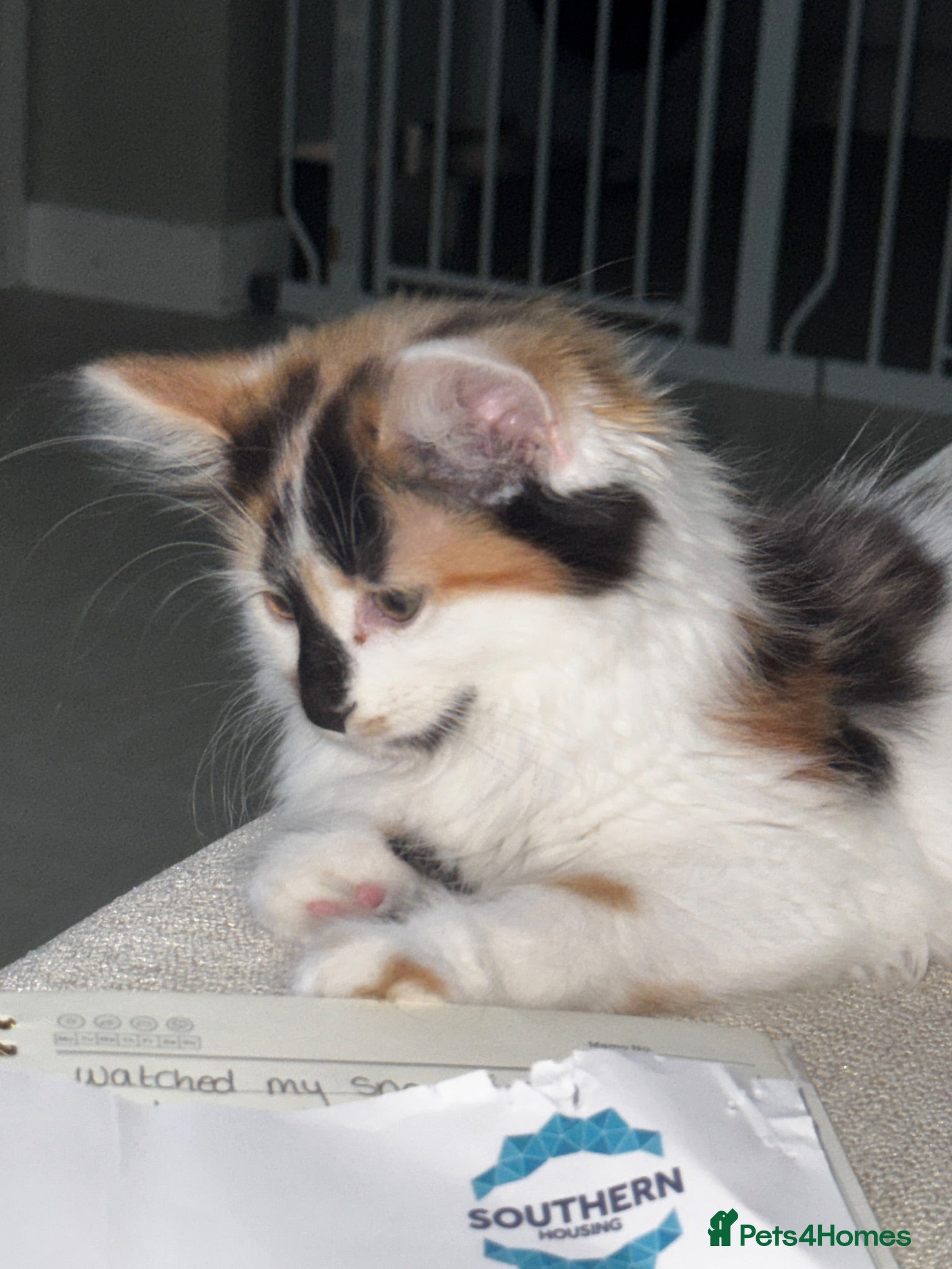 Mixed Breed cats Fluffy Female Calico Kitten - Advert 1
