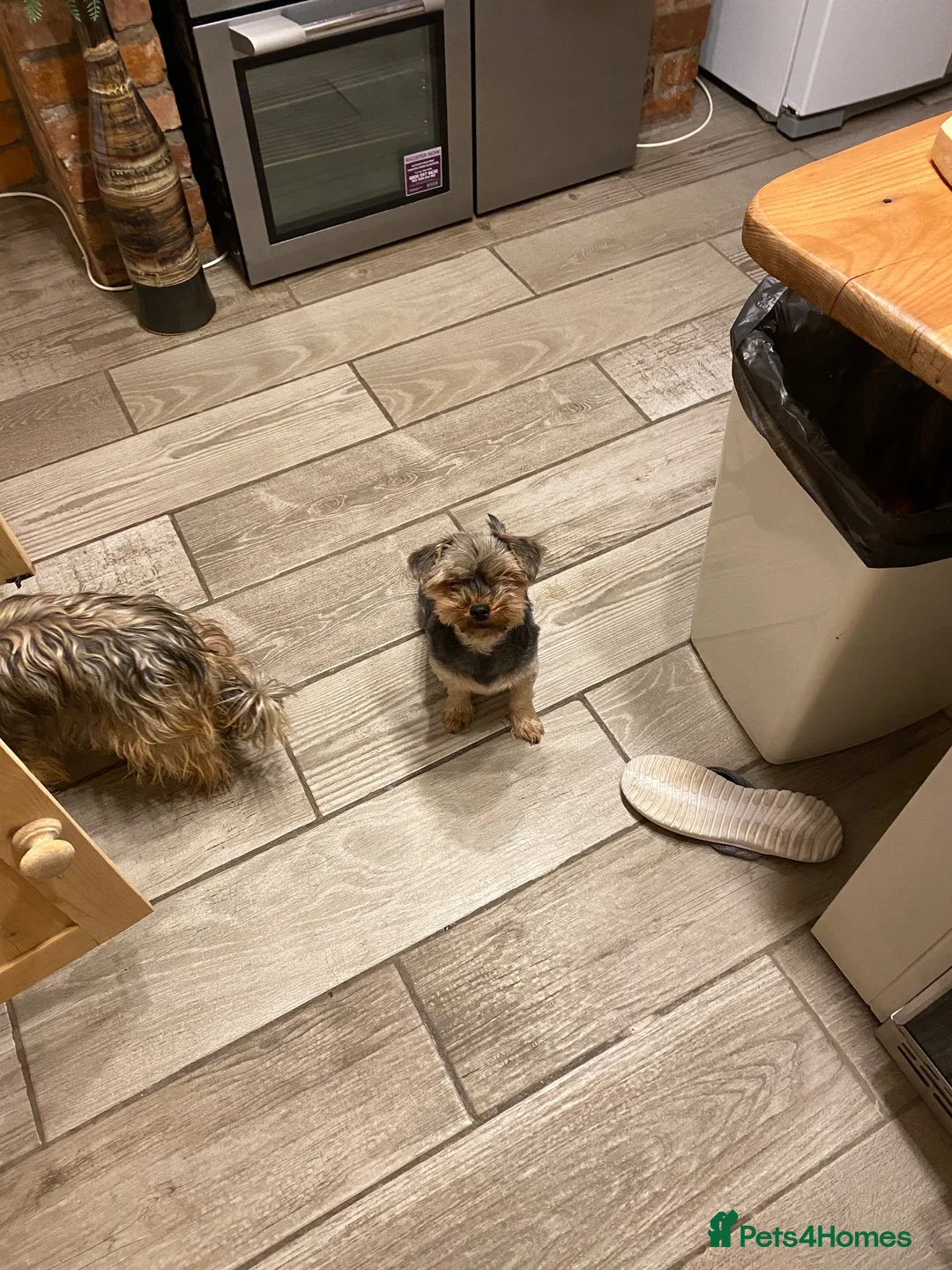 Yorkshire Terrier dogs for sale: Yorkshire terrier  - Advert 2