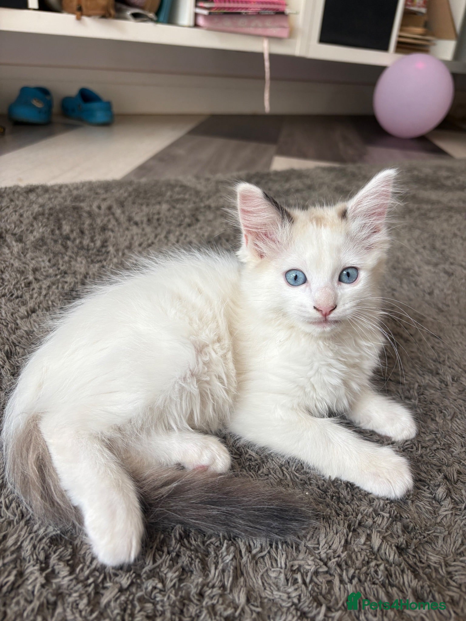 Ragdoll cats READY TO GO NOW - Beautiful fluffy Ragdoll Kittens - Advert 2