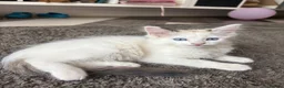 Ragdoll cats for sale: REDUCED Needing her forever home Ragdoll Kitten - Advert 2