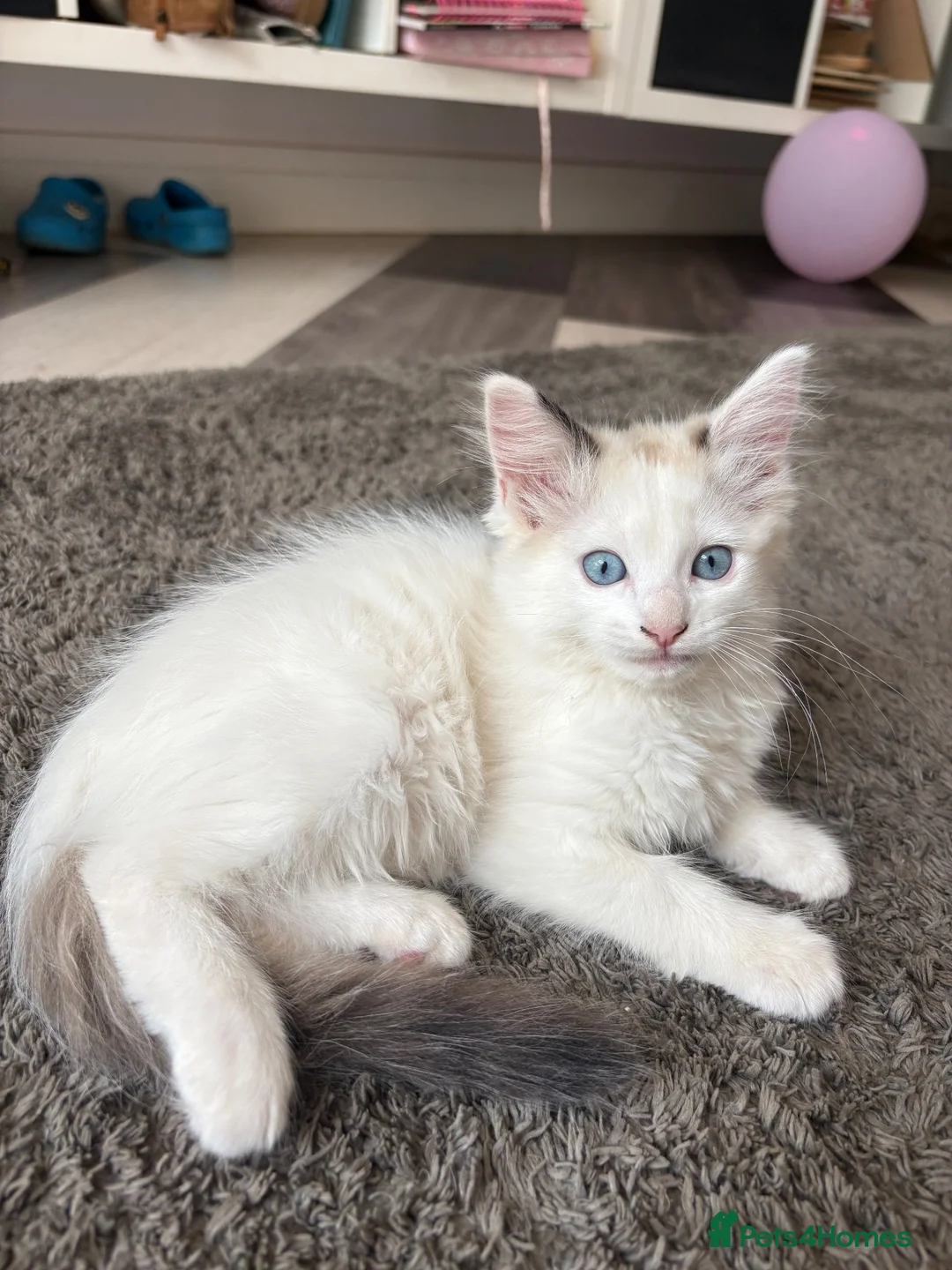 Ragdoll cats for sale: REDUCED Needing her forever home Ragdoll Kitten - Advert 2