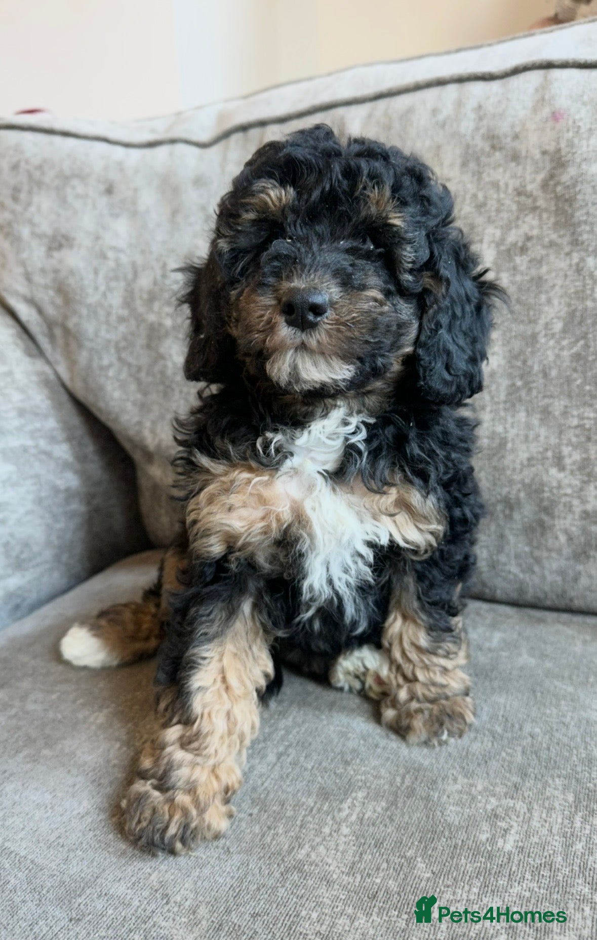 Cavapoo dogs Beautiful Cavapoos’s  - Advert 1