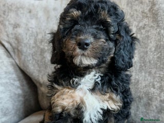 Cavapoo dogs Beautiful Cavapoos’s - Advert 1