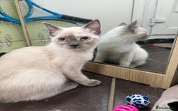 Mixed Breed cats for sale: Stunning Persian x Siamese kittens - Image 21
