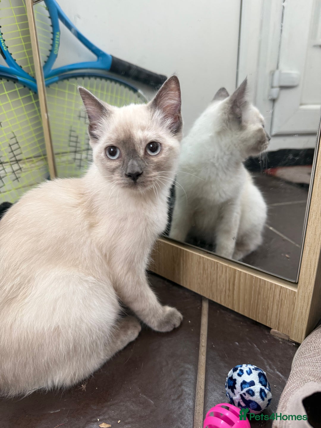 Mixed Breed cats for sale: Stunning Persian x Siamese kittens - Image 21