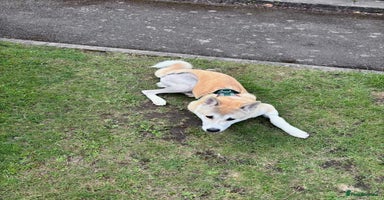 Japanese Akita Inu dogs - Advert 5