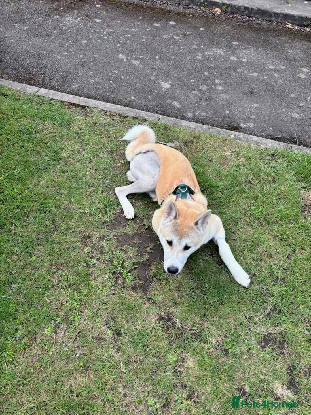 Japanese Akita Inu dogs for sale: Japanese Akita Inu for sale - Image 2