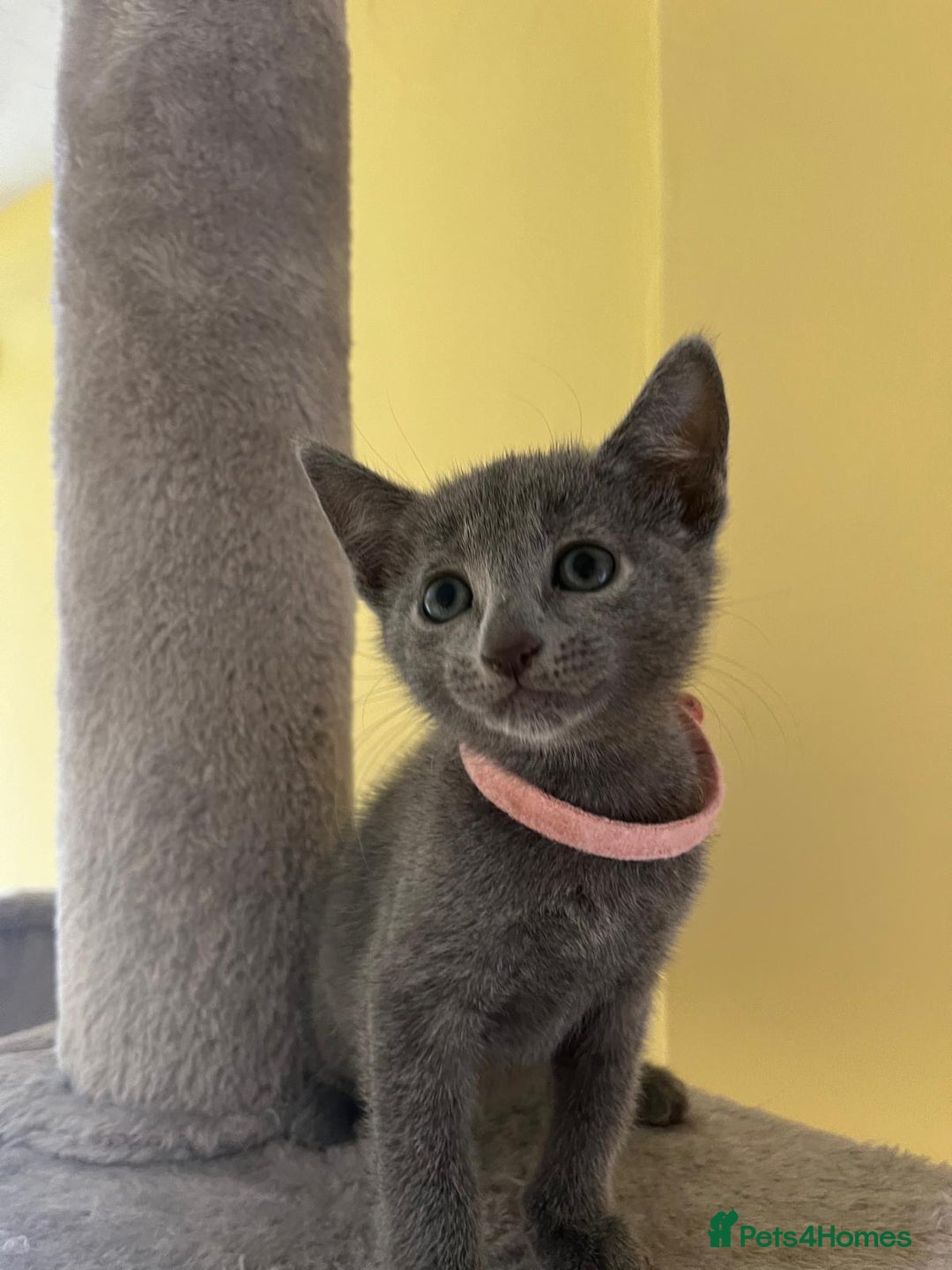 Russian Blue cats for sale: Pure Breed Russian Blue TICA registered  - Image 4