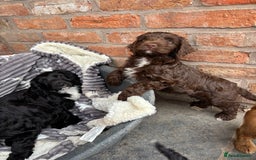 Cockapoo dogs for sale: F1 Adorable CockerPoo Puppies  - Image 5