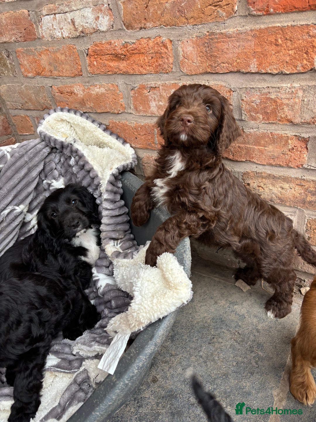 Cockapoo dogs for sale: F1 Adorable CockerPoo Puppies  - Image 5