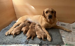 Labrador Retriever dogs for sale: Beautiful KC Reg Yellow/Fox Red Labrador puppies - Image 4