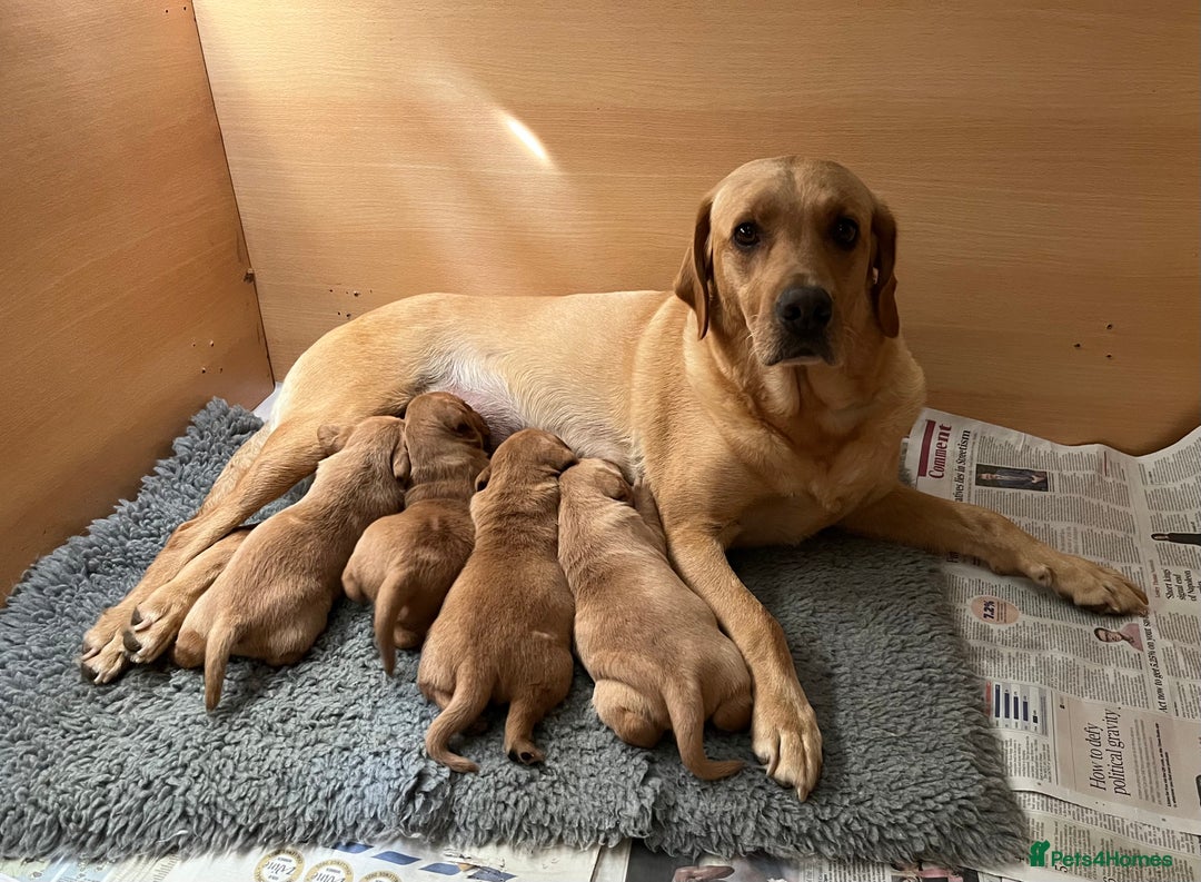 Labrador Retriever dogs for sale: Beautiful KC Reg Yellow/Fox Red Labrador puppies - Image 4