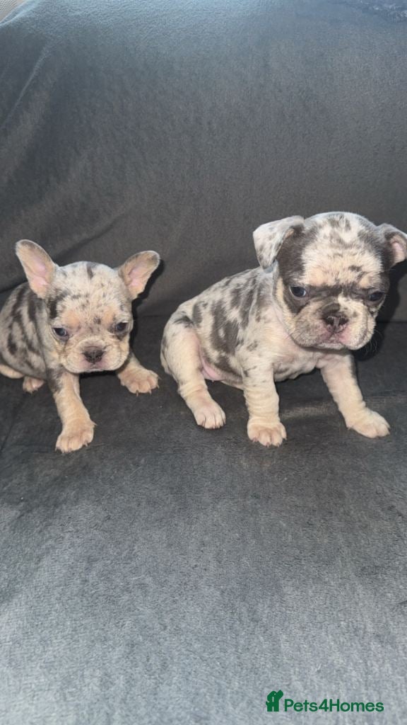 French Bulldog dogs Stunning French Bulldog Puppies - Advert 11