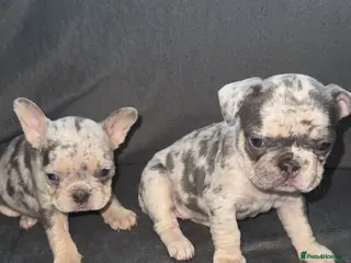 French Bulldog dogs Stunning French Bulldog Puppies - Advert 11
