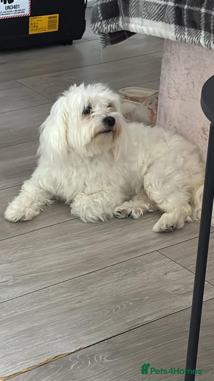 Maltese dogs Bella needs a home  - Advert 2