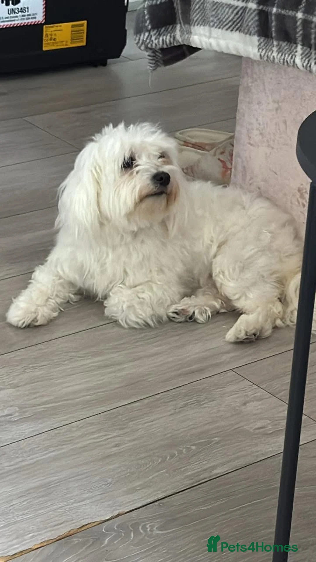 Maltese dogs for sale: Bella needs a home  - Advert 1