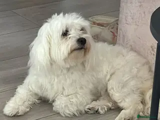 Maltese dogs Bella needs a home - Advert 2