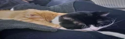 Mixed Breed cats for sale: Simba and Rambo looking for good home - Advert 6
