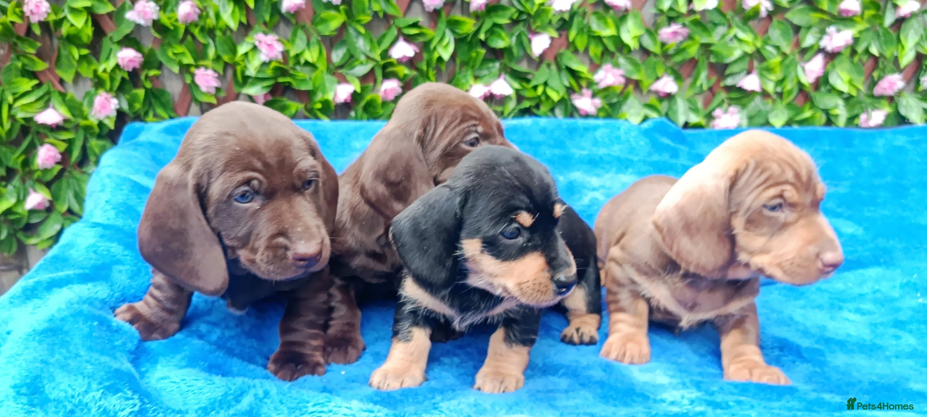 Miniature Dachshund dogs MINI WIRES KC REG LAFORA PRA CLEAR - Advert 1