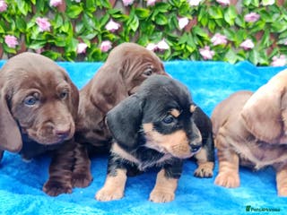 Miniature Dachshund dogs MINI WIRES KC REG LAFORA PRA CLEAR - Advert 18