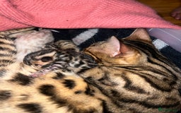 Bengal cats for sale: Pure Bengal Kittens (Newborn) - Image 2