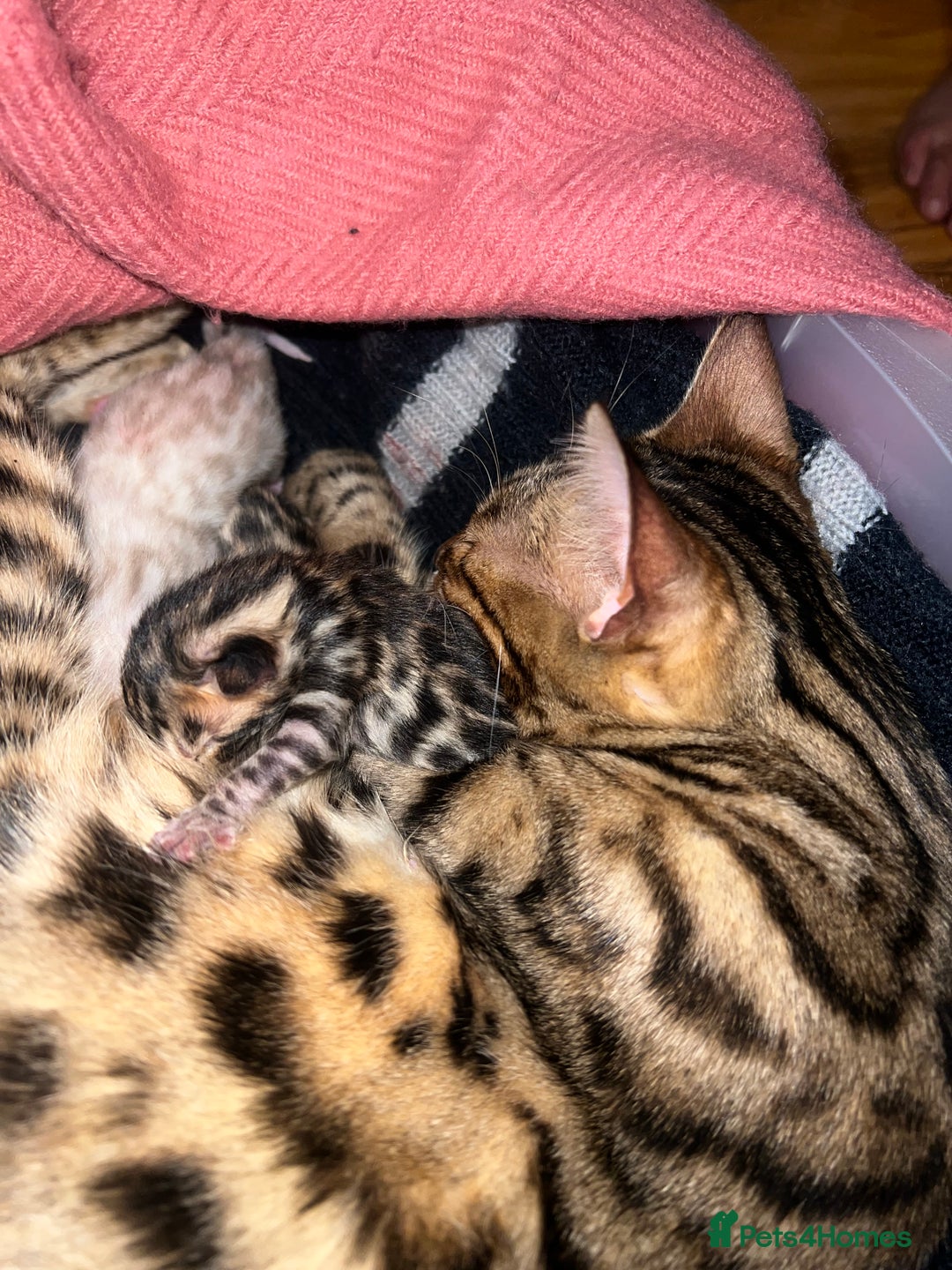 Bengal cats for sale: Pure Bengal Kittens (Newborn) - Image 2