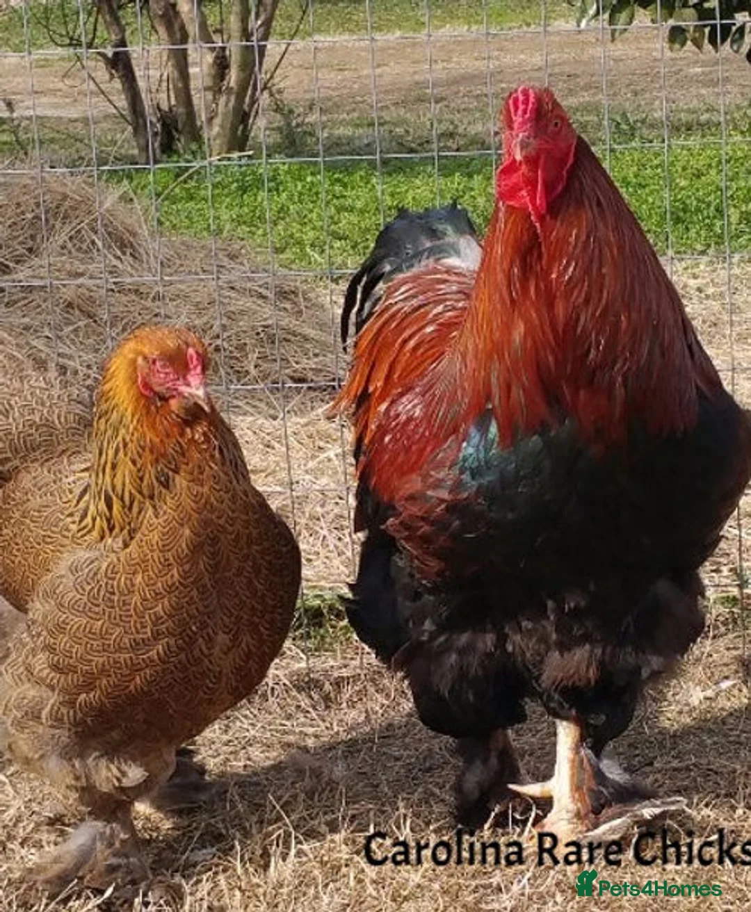 Chickens poultry for sale: Gold partridge brahma  - Advert 4