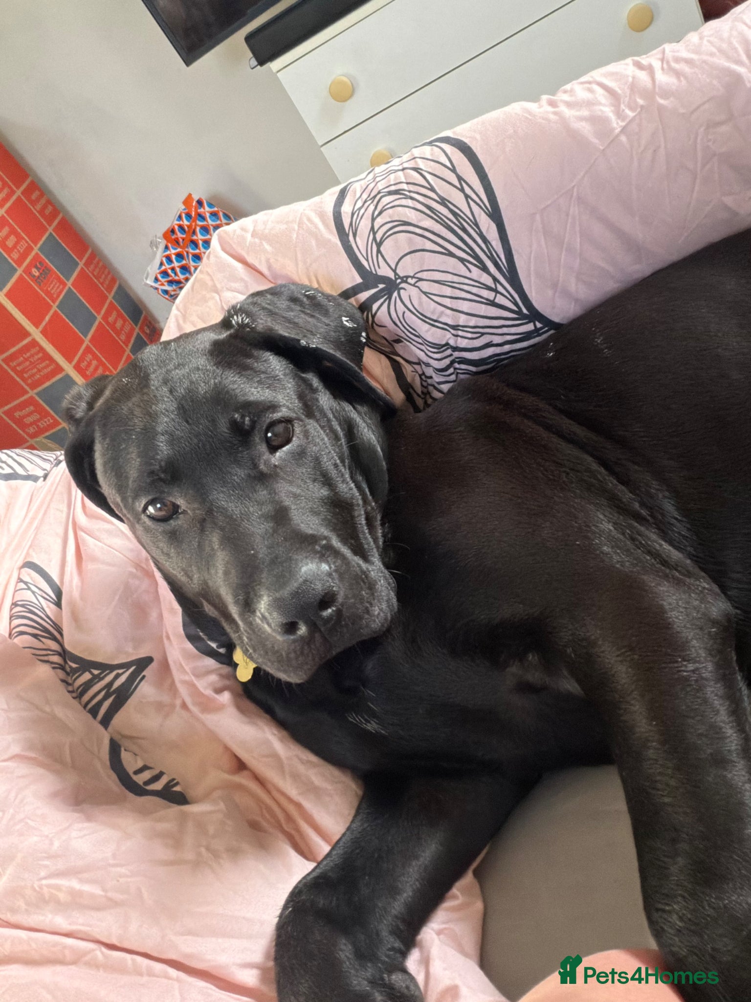 Mixed Breed dogs Make Puppy for Sale - Advert 5