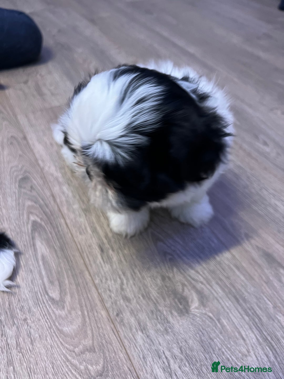 Shih Tzu dogs for sale: 4 adorable Shih Tzu for sale, 3 girls and 1 boy - Image 17