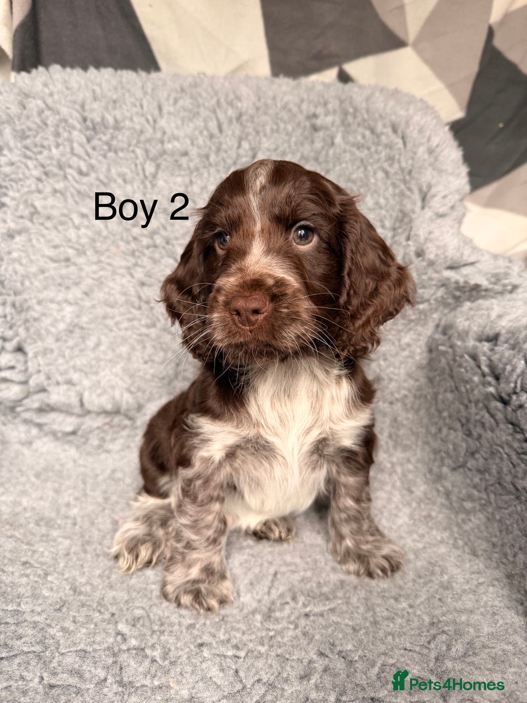 Cocker Spaniel dogs for sale: Show cocker spaniels  - Advert 4