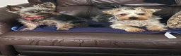 Yorkshire Terrier dogs for sale: Yorkshire terrier - Advert 4