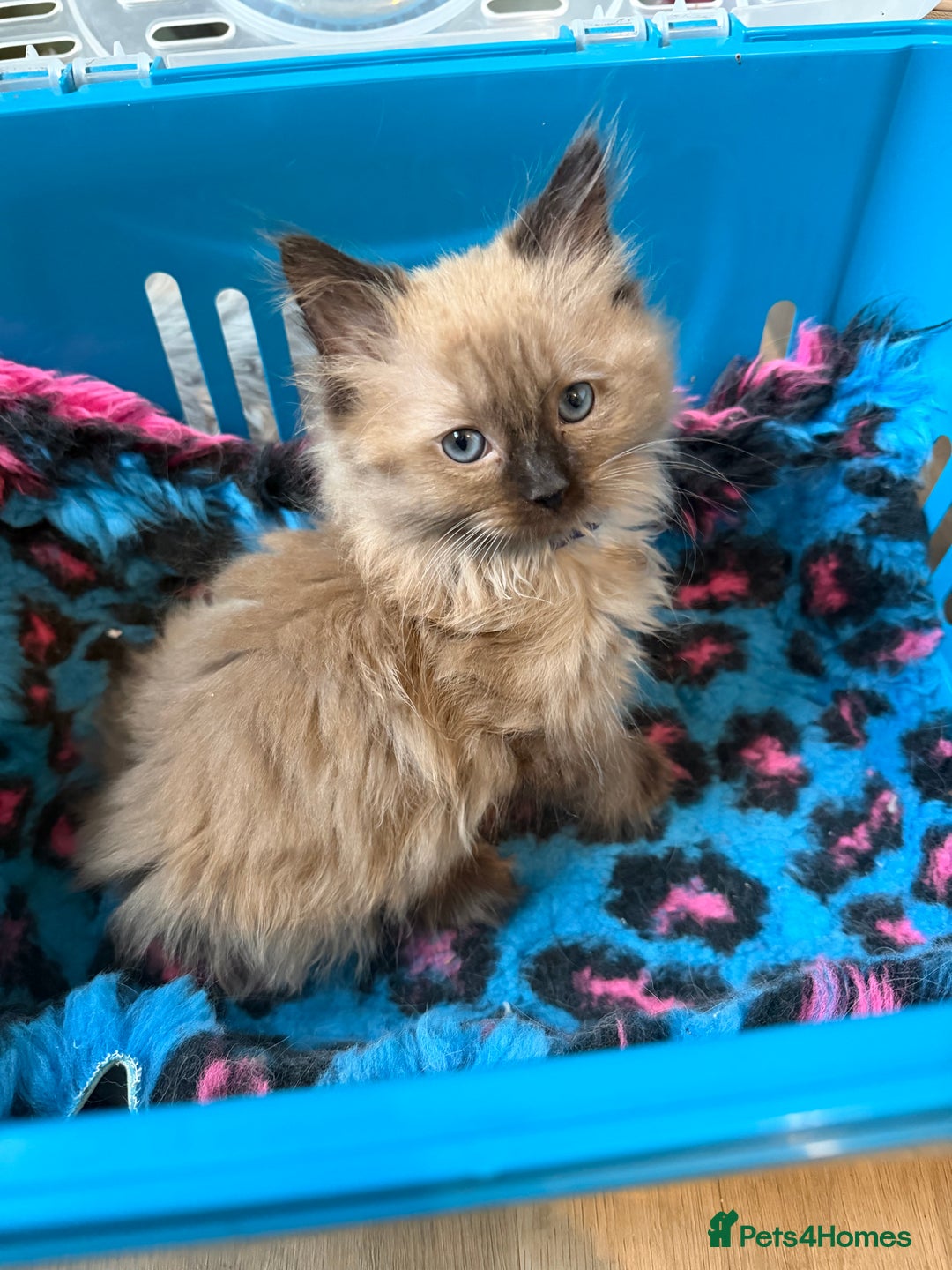 Ragdoll cats for sale: Tica Registered Ragdolls - Advert 19