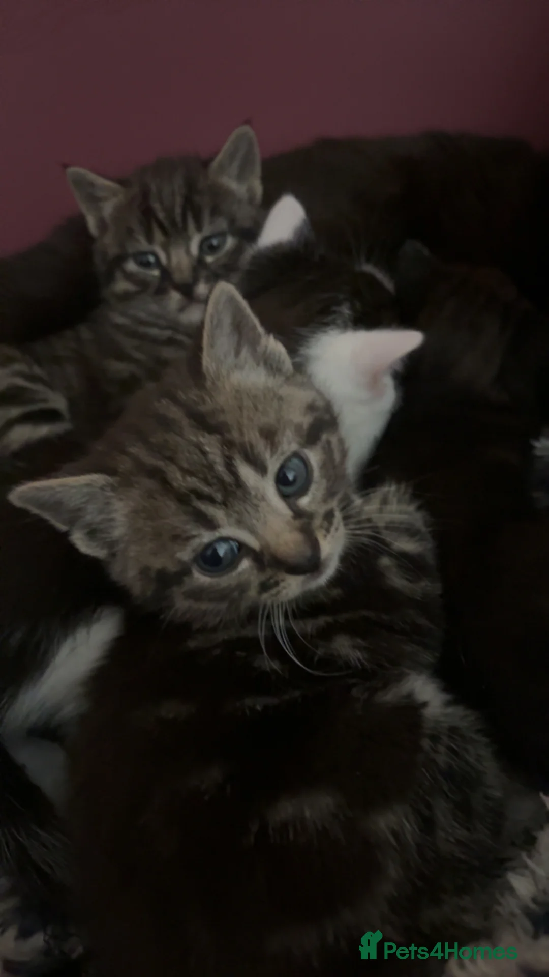 Mixed Breed cats for sale: Tabby, white, patterned, black playful kittens - Advert 19